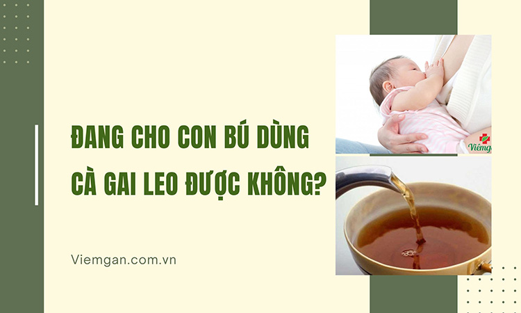 Đang cho con bú có uống cà gai leo được không? 1