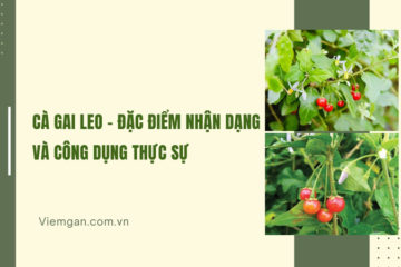 Cà gai leo – Đặc điểm nhận dạng và công dụng thực sự
