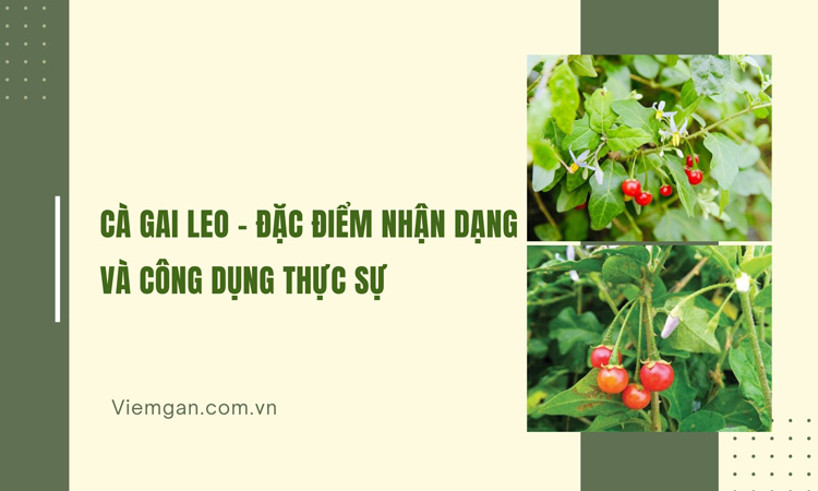 Cà gai leo - Đặc điểm nhận dạng và công dụng thực sự 1