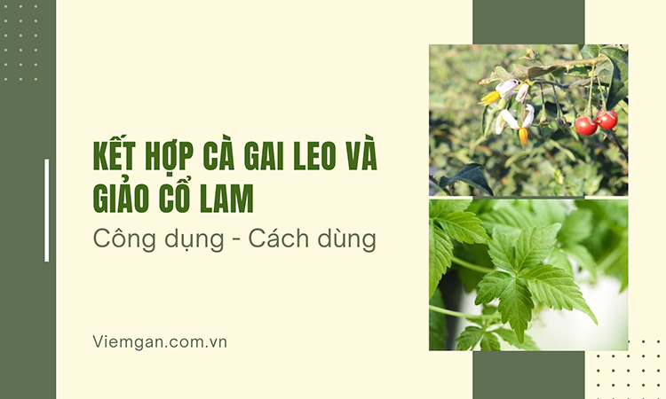 Cà gai leo kết hợp Giảo cổ lam chữa bệnh gì? Cách dùng 1