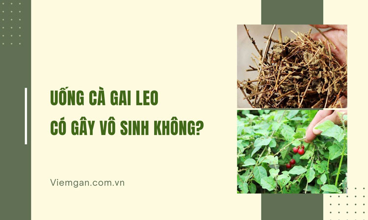 Dùng cà gai leo có ảnh hưởng tới sinh sản không? 1 Dùng cà gai leo có ảnh hưởng tới sinh sản không? 1