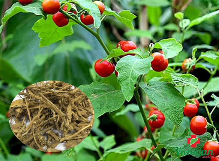 Tiêu chí nhận biết nơi bán cà gai leo chất lượng 1