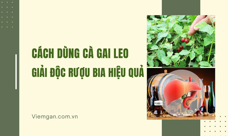 Cách dùng Cà gai leo giải độc rượu bia hiệu quả nhất! 1