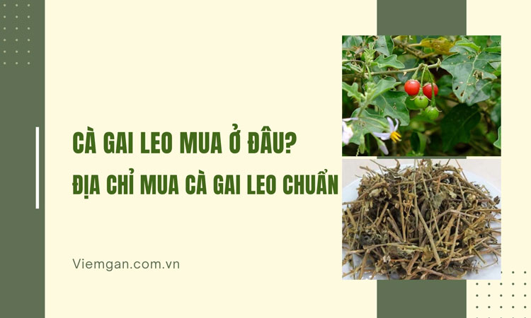 Cà gai leo mua (bán) ở đâu tốt, an toàn? 1