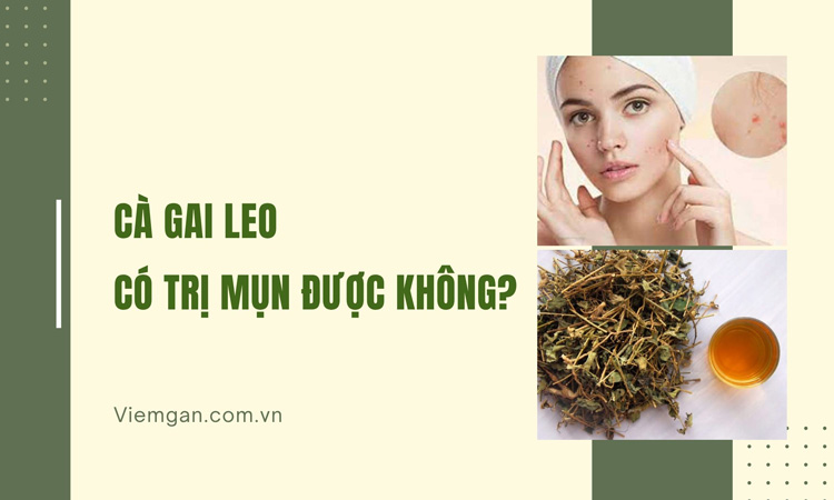 Sự thật: Cà gai leo có trị mụn được không? 1
