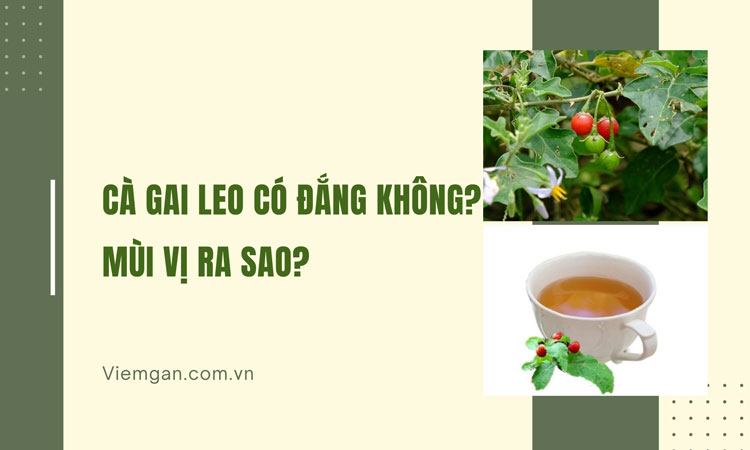 Cà gai leo có đắng không, mùi vị thế nào? 1