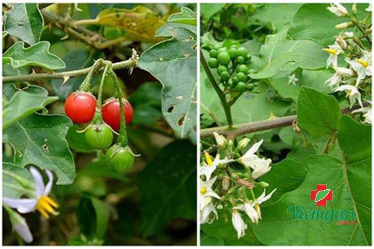 Phân biệt cà gai leo với cà dại 1