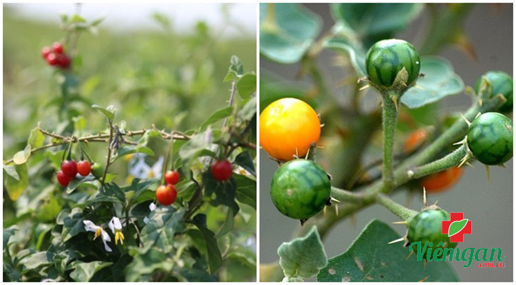 Phân biệt cà gai leo và cà tàu 1