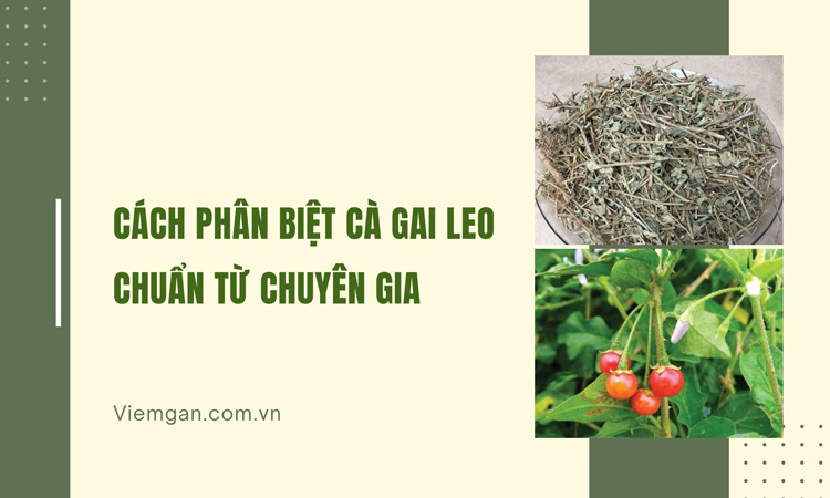 Cách phân biệt cây Cà gai leo chuẩn từ chuyên gia dược liệu 1