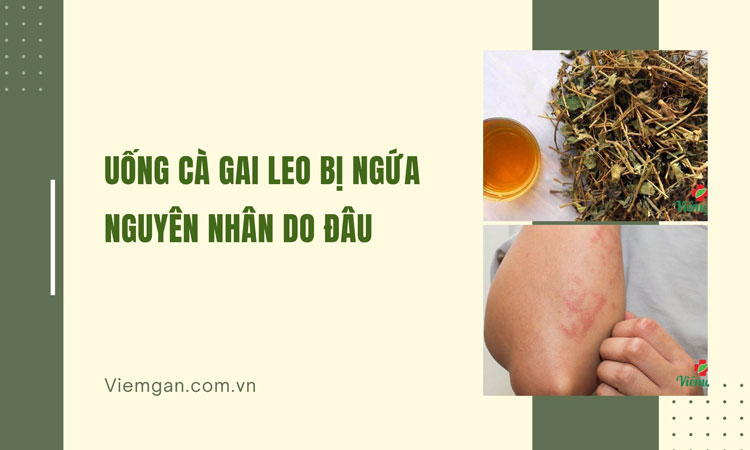 Uống cà gai leo bị ngứa do đâu khắc phục cách nào? 1