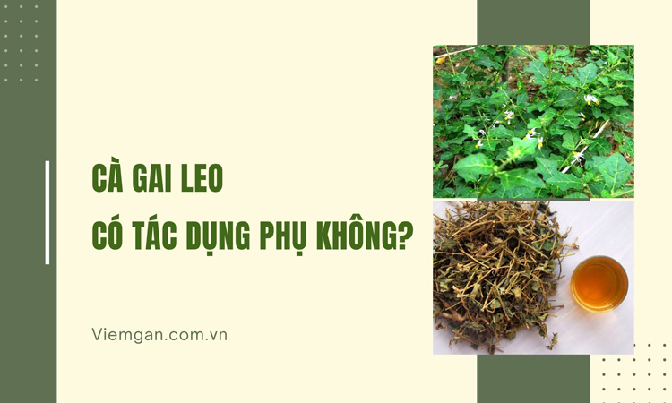 Sử dụng Cà gai leo có tác dụng phụ không? 1