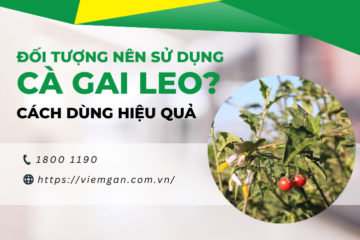 Đối tượng sử dụng cà gai leo