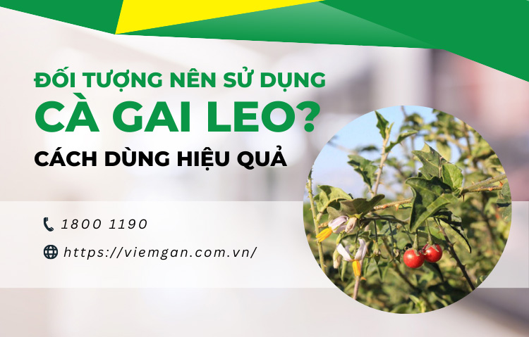 Đối tượng sử dụng cà gai leo